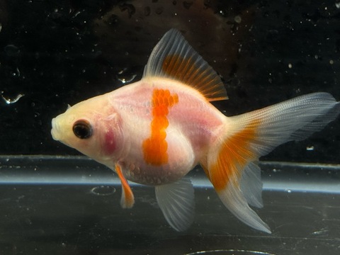 紅葉琉金　8cm  ⑤