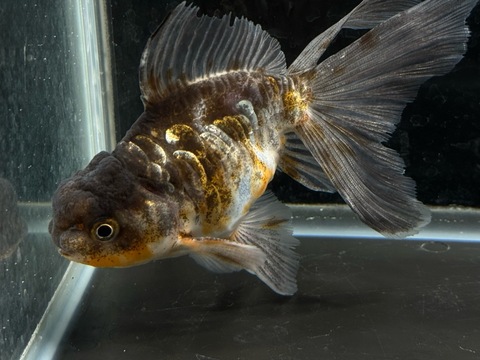 ドラゴンスケール五色東錦　12.5cm  b-2