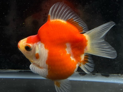 玉サバ　10cm  p-3