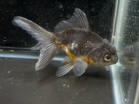 五色東錦　8cm  c-2