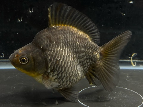 青琉金ショートテール　b-2