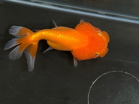 猫頭(ネコガシラ) 12cm