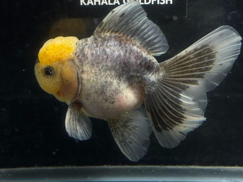 五色オランダローズテール　j-3