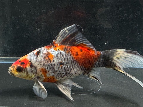 五色朱文金　19cm