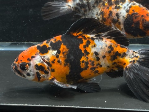 キャリコ和金　14cm