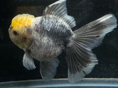 五色オランダローズテール　j-5