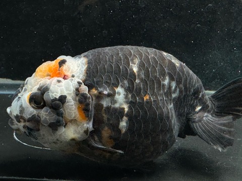 墨江戸錦スモールテール　13cm  j-1