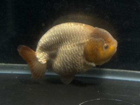 瑪瑙らんちゅうスモールテール