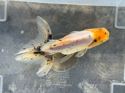 関東東錦　15cm  ③