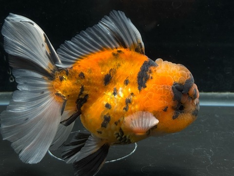 タイガーオランダローズテール　12.5cm  p-3