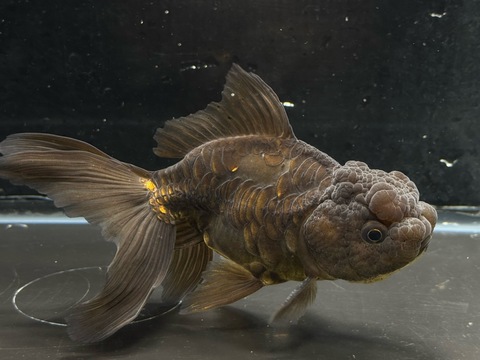 ドラゴンスケール黒オランダ　14.5cm