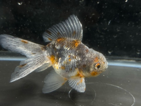 五色東錦　8cm  c-4