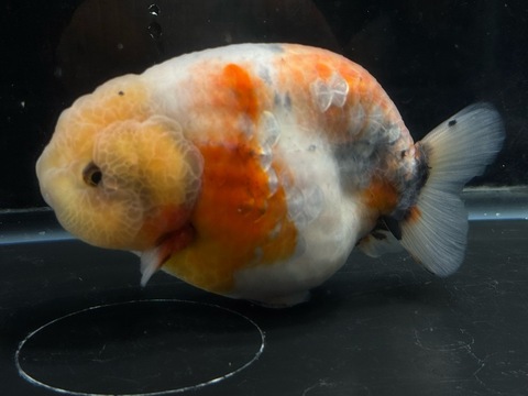 江戸錦スモールテール　w-3