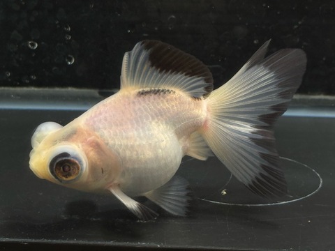 白黒蝶尾　10cm  e-1