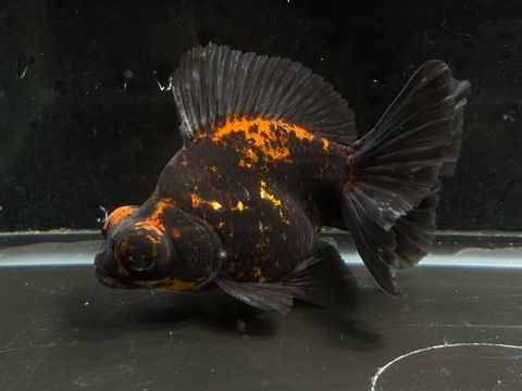 タイガー出目金ブロードテール　e-4