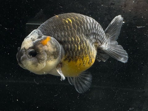 五色江戸錦スモールテール　10.5cm  k-1