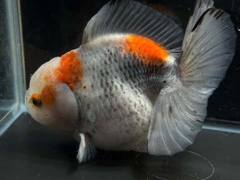 五色オランダショートテール　17cm