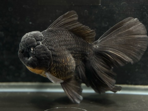 黒オランダローズテール　12.5cm