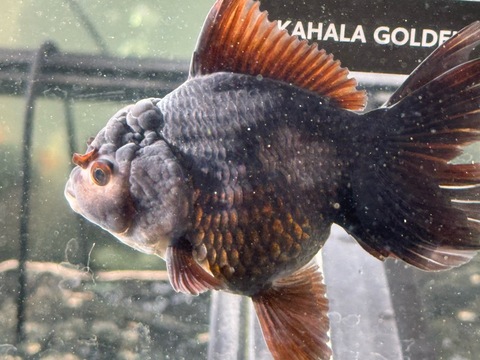 トリカラーオランダ　12cm  s-2