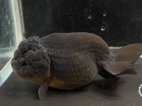 黒紅葉らんちゅう　11cm