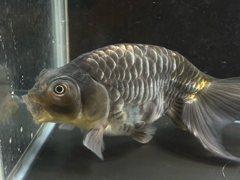 ドラゴンスケールフロッグフェイス　18cm