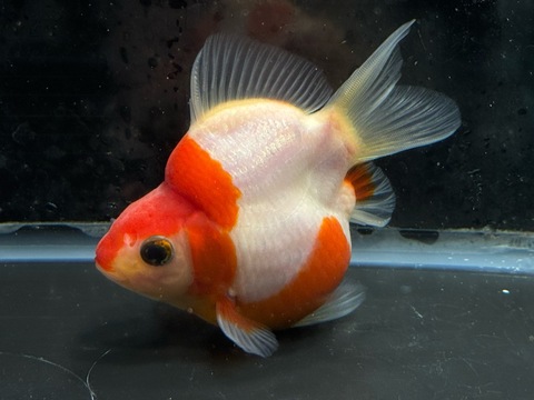 玉サバ　9cm  p-1