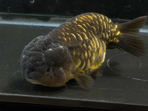 ドラゴンスケールらんちゅう　10cm