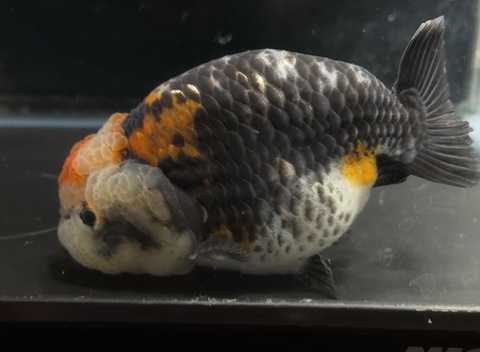 五色江戸錦スモールテール　b-1