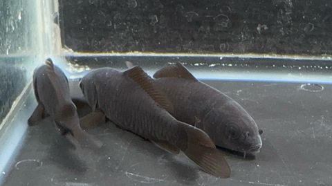 ドラゴンスケールブラックコメット　7-8cm