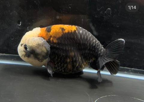 五色江戸錦スモールテール　b-2