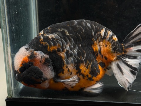 龍紋墨江戸錦　18cm   f-9  