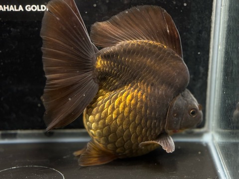 黒琉金ブロードテール　16cm