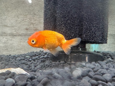 出目らんちゅう