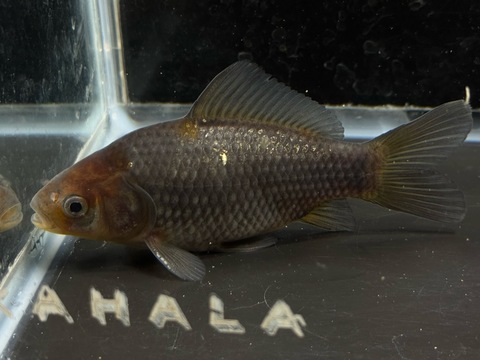 青紅葉和金フナ尾　11cm  a-2