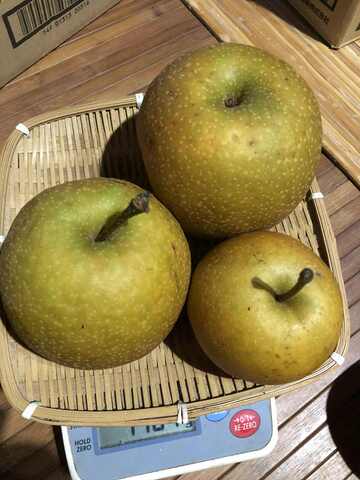 自然栽培　梨（晩生）3kg