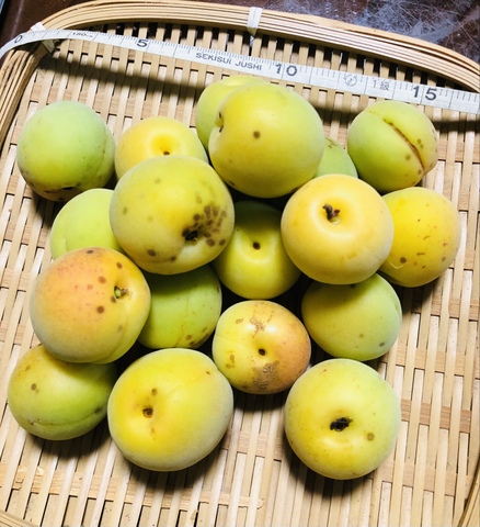 自然栽培の完熟梅(手摘み)