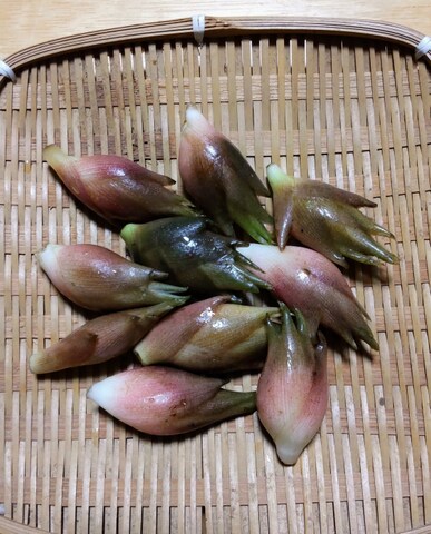 自然栽培　みょうが(100g)