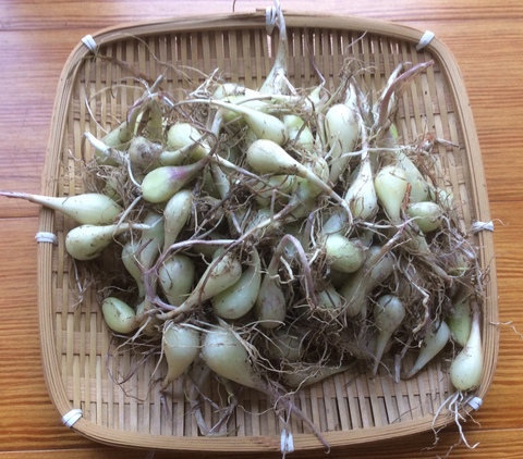 自然栽培 生らっきょう 100g