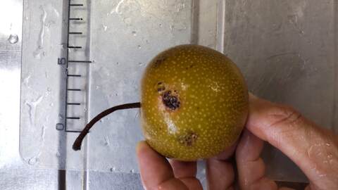 自然栽培　梨（訳あり）