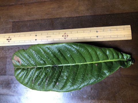 びわ生葉　100g