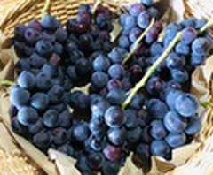 自然栽培 ぶどう(種あり)2kg