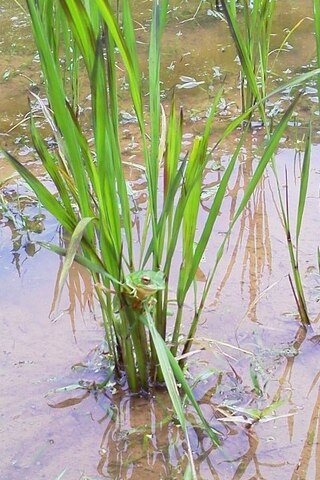水稲の栽培方法について