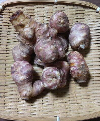 自然栽培　紫菊芋