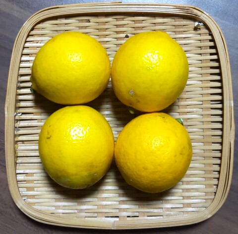 自然栽培レモン 300g
