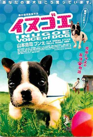 イヌゴエ　幸せの肉球（試写状・青地・宛名記入済）