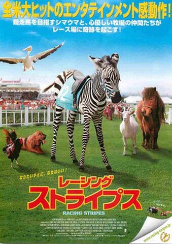 映画チラシ： レーシング・ストライプス（全米大ヒットの～）