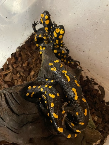 生体販売の商品一覧 | NAGUS BEETLE イモリ、サンショウウオ、カエルの