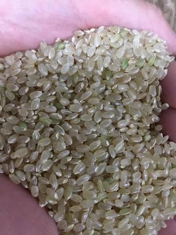 【2022年産特別栽培米・コシヒカリ】にじいろ農園のお米　玄米10kg