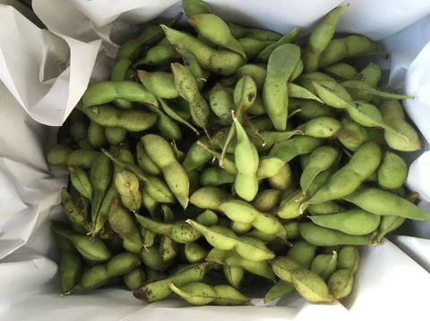丹波黒枝豆（サヤ）2kg【栽培期間中農薬・化学肥料不使用】