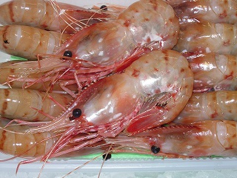 冷凍お刺身用ボタンエビ　500ｇ